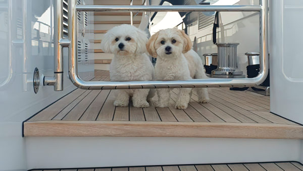 Sea dogs – Cruising with canines