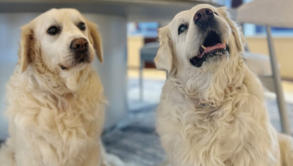 Two elderly golden retrievers sit indoors, one looking attentively at the camera and the other appearing to bark or howl.