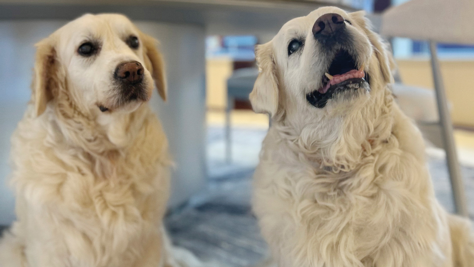 Two elderly golden retrievers sit indoors, one looking attentively at the camera and the other appearing to bark or howl.