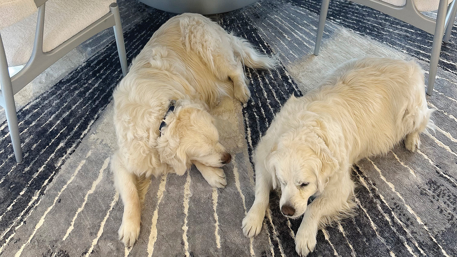 Two golden retrievers resting on a striped rug under a table, surrounded by modern chairs.