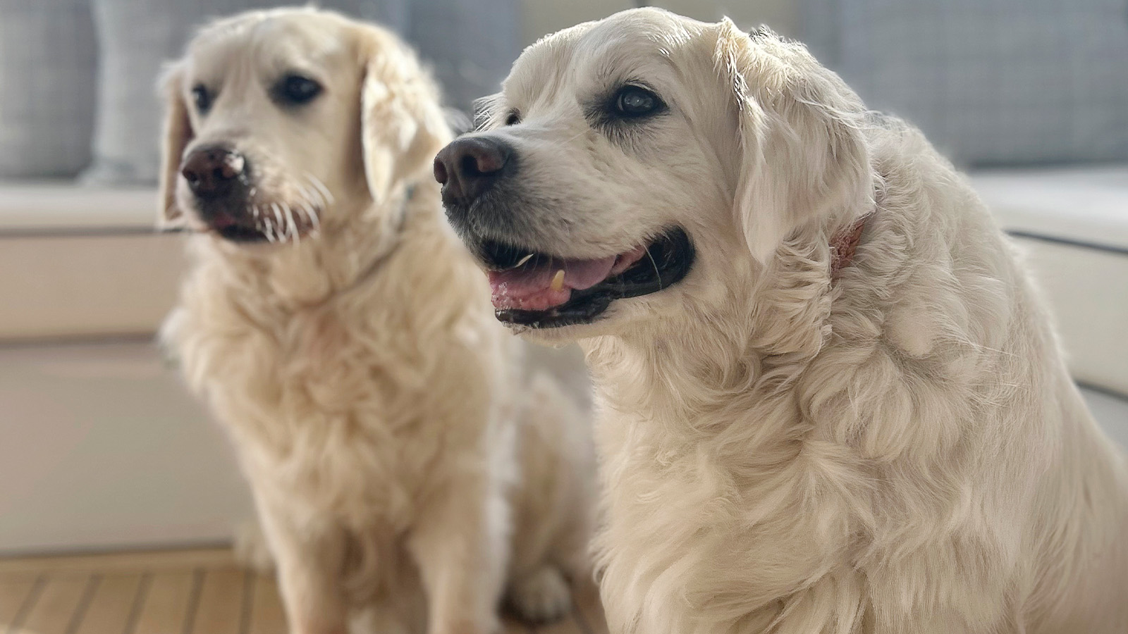 Two fluffy Golden Retrievers sitting indoors with light shining on them.